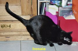 Irenaia